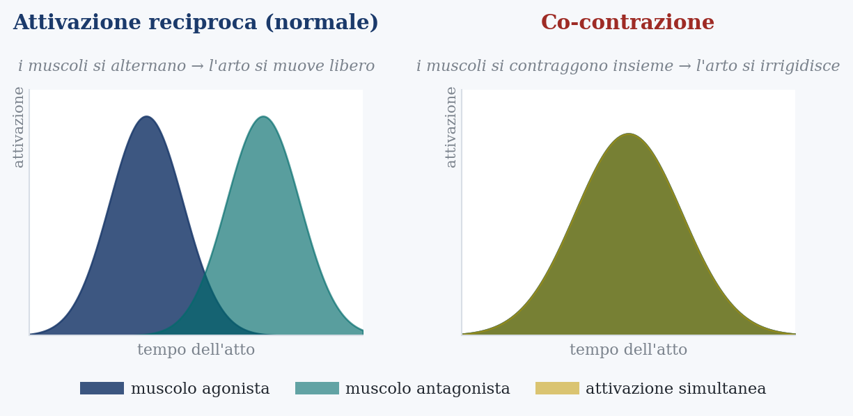 Figura 4. Attivazione alternata contro co-contrazione. A sinistra lo schema normale: agonista e antagonista si danno il cambio, l’arto si muove libero. A destra la co-contrazione: i due muscoli si accendono insieme, e l’arto si irrigidisce contro sé stesso. È la firma misurata nei golfisti affetti. Illustrazione originale a fini didattici.